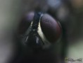 /album/diptera/mosca-domestica-musca-domestica-2-jpg/